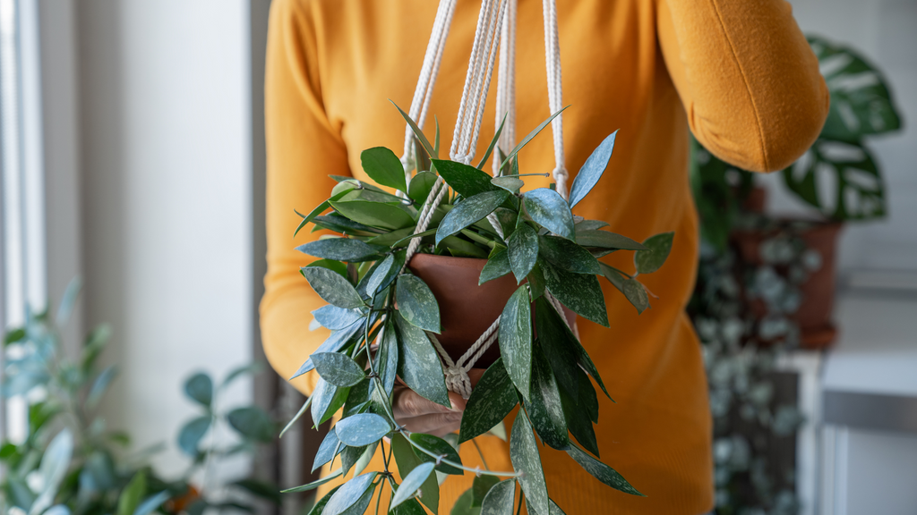 Step Into the World of Hoya with our Hoya Care Guide