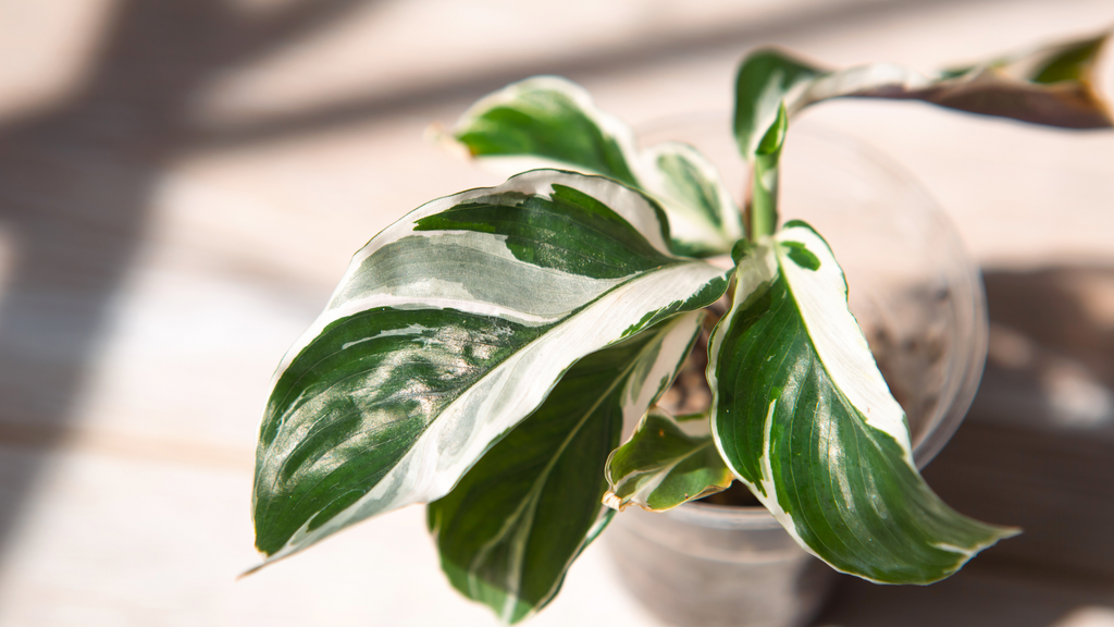 Why Is My Calathea Mad at Me?