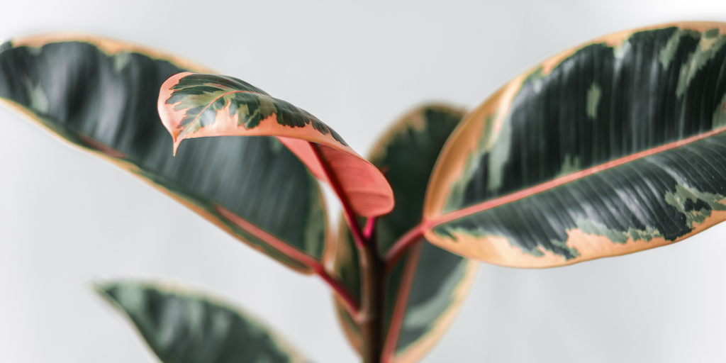 In-Stock Plants