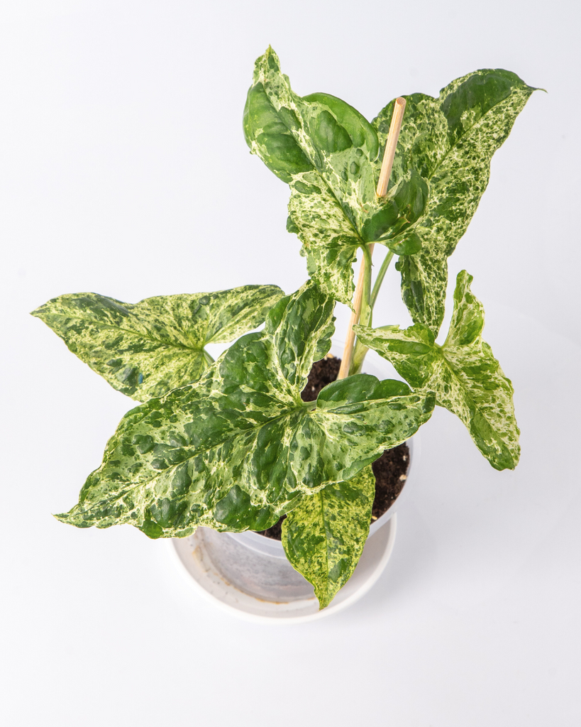 Syngonium