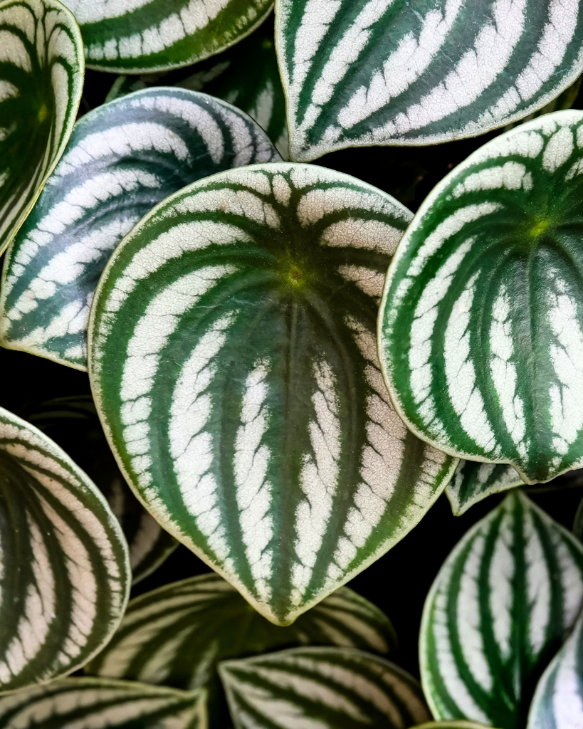 Peperomia