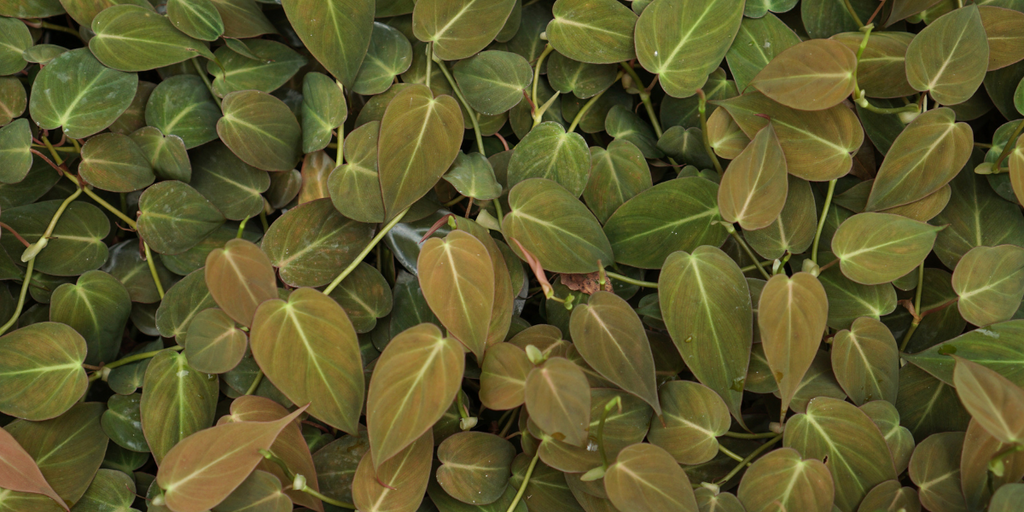 Plants Under $20