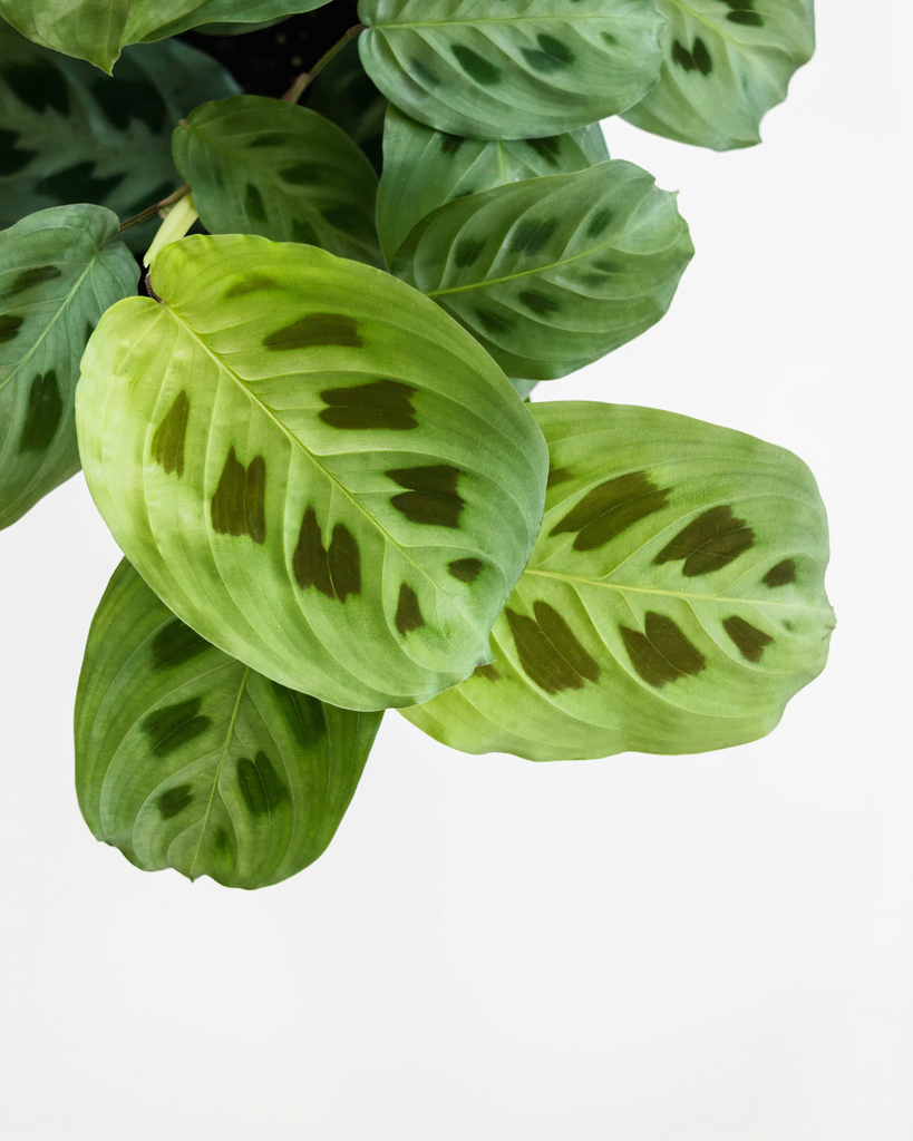 Maranta