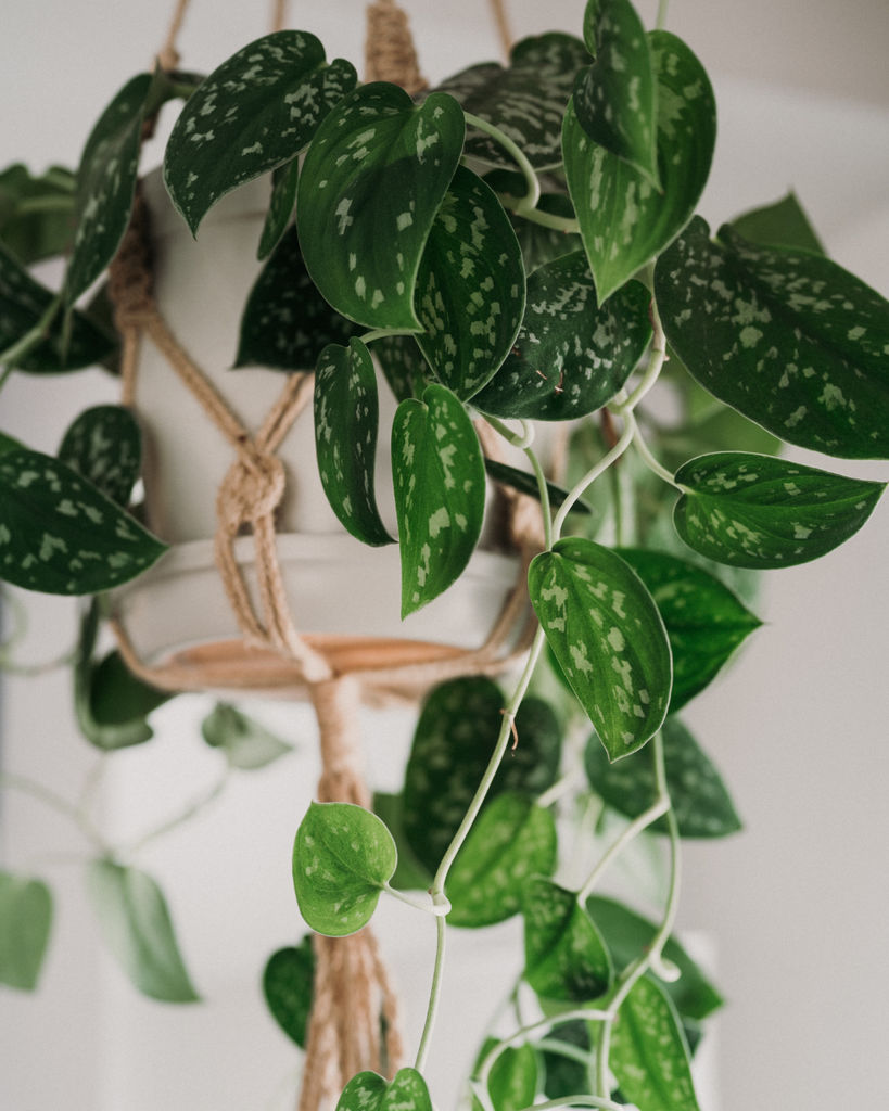Scindapsus