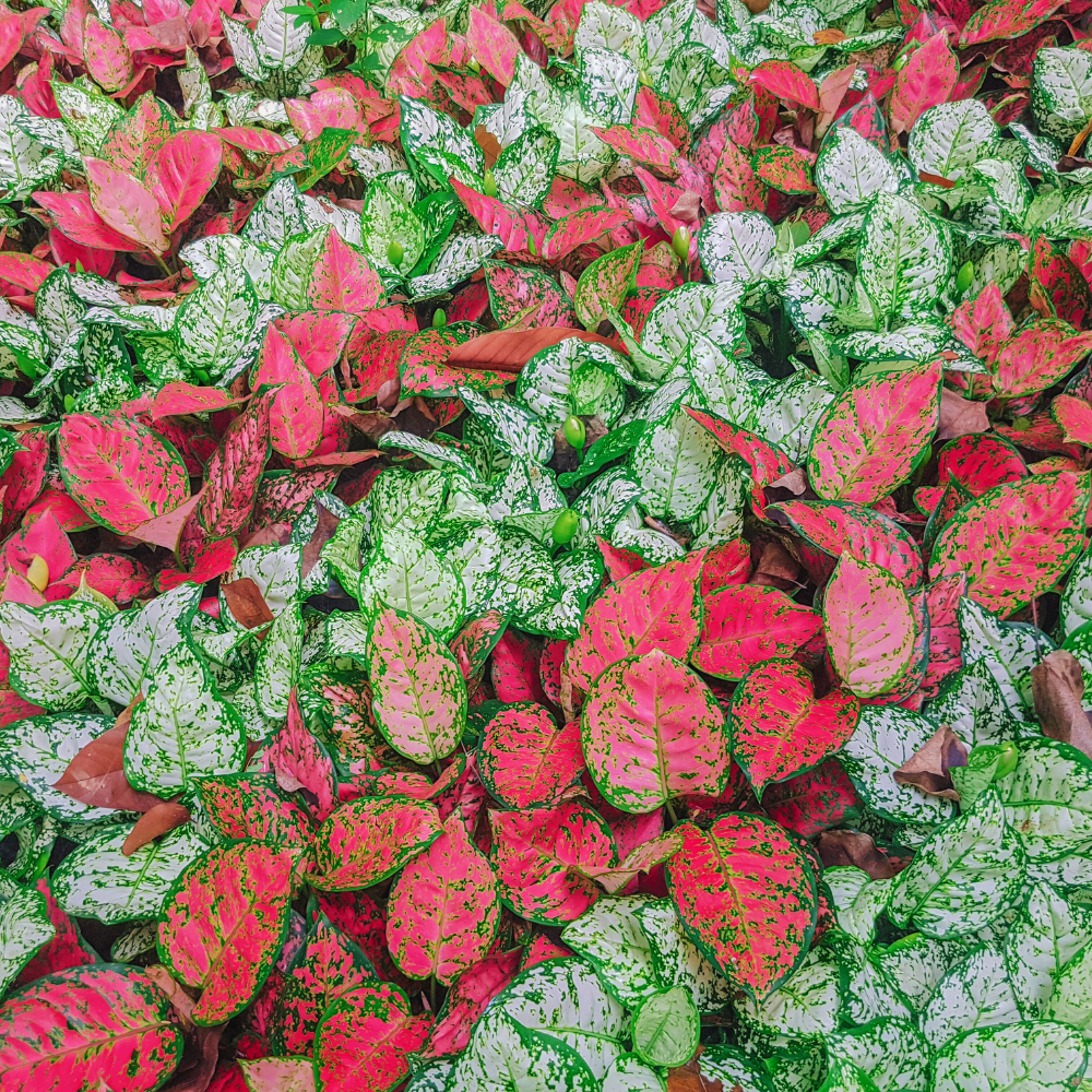 Aglaonema