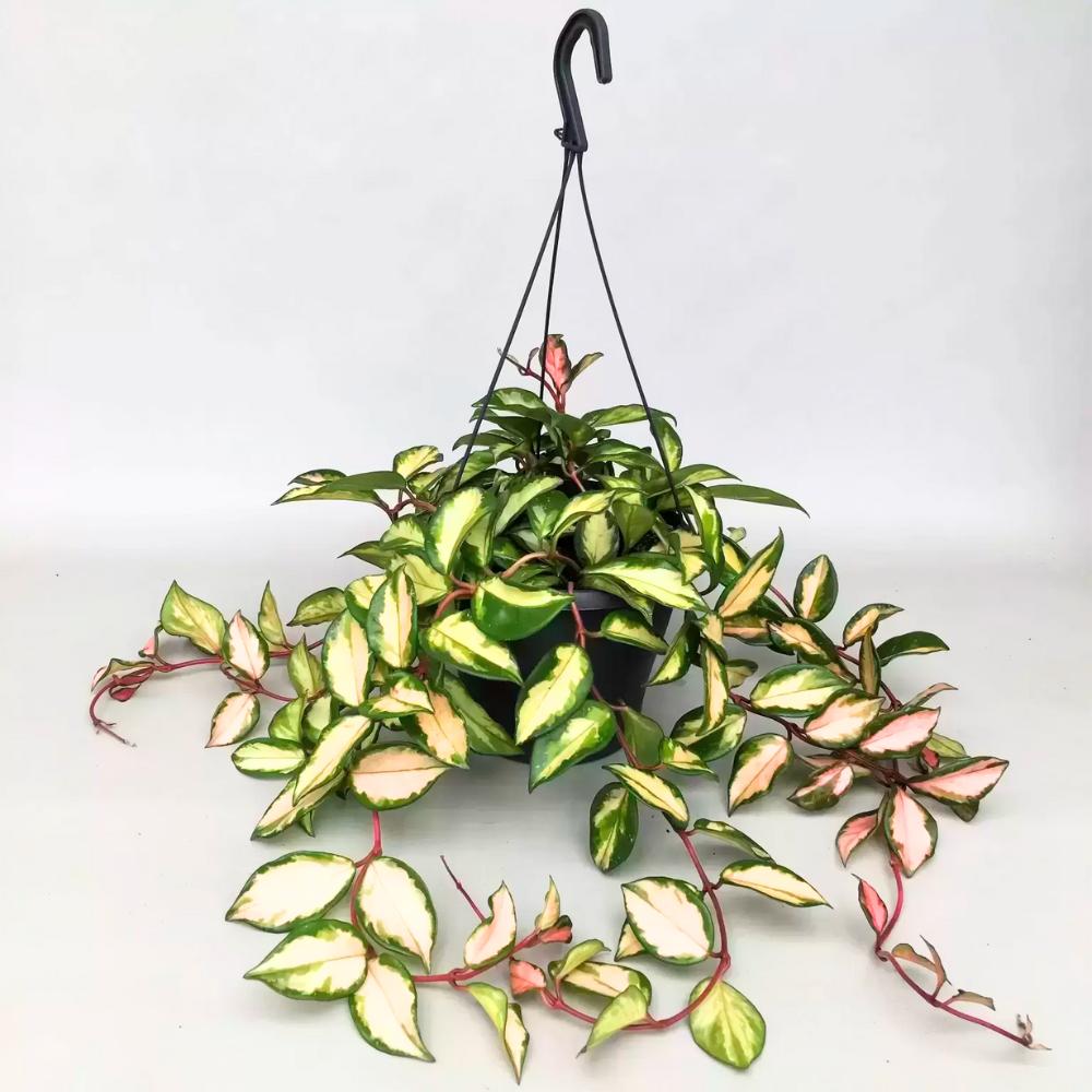 Hoya