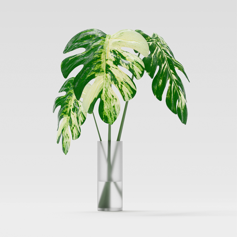 Monstera