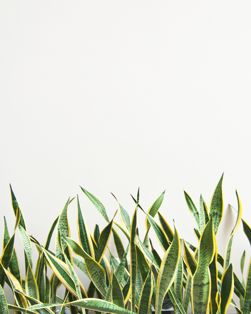 Sansevieria