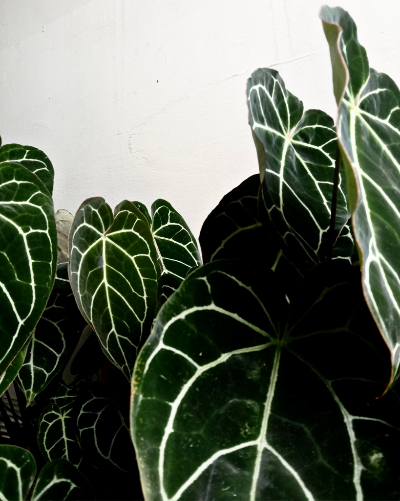 Anthurium