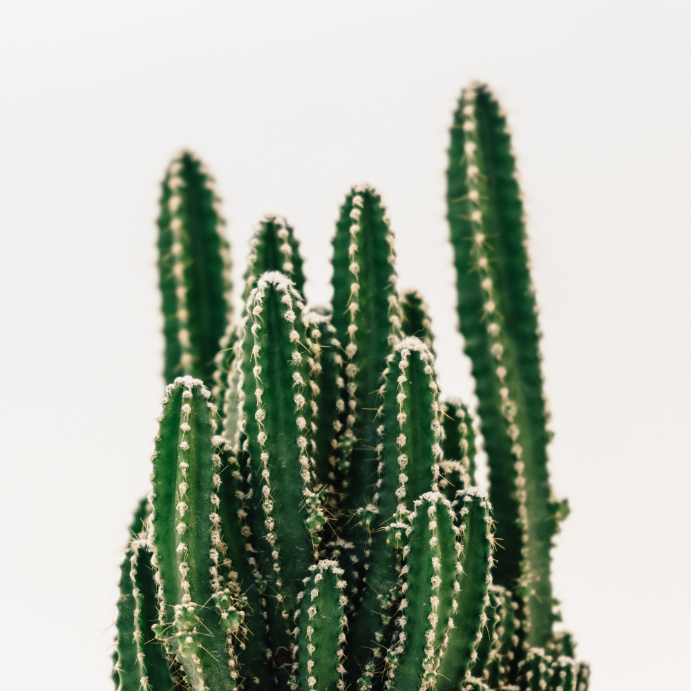 Cacti