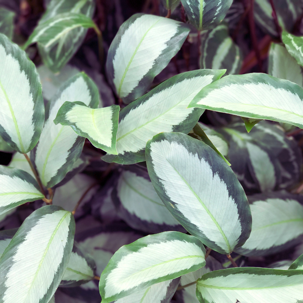 Calathea