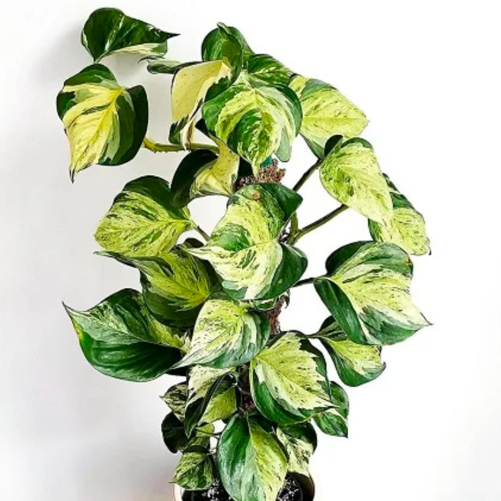Pothos