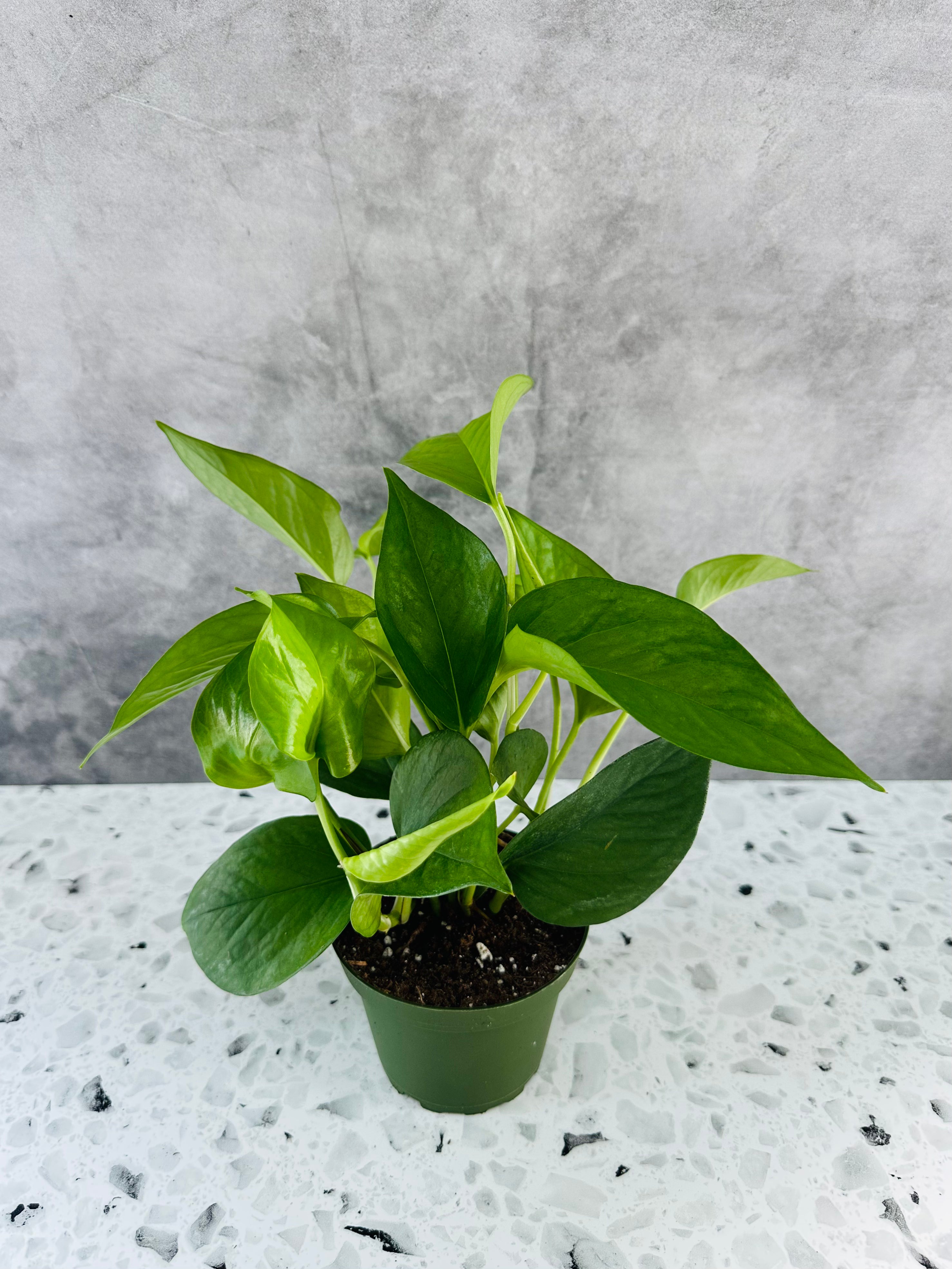 plain green pothos Pothos Jade (4” Pot) – Bay Foliage