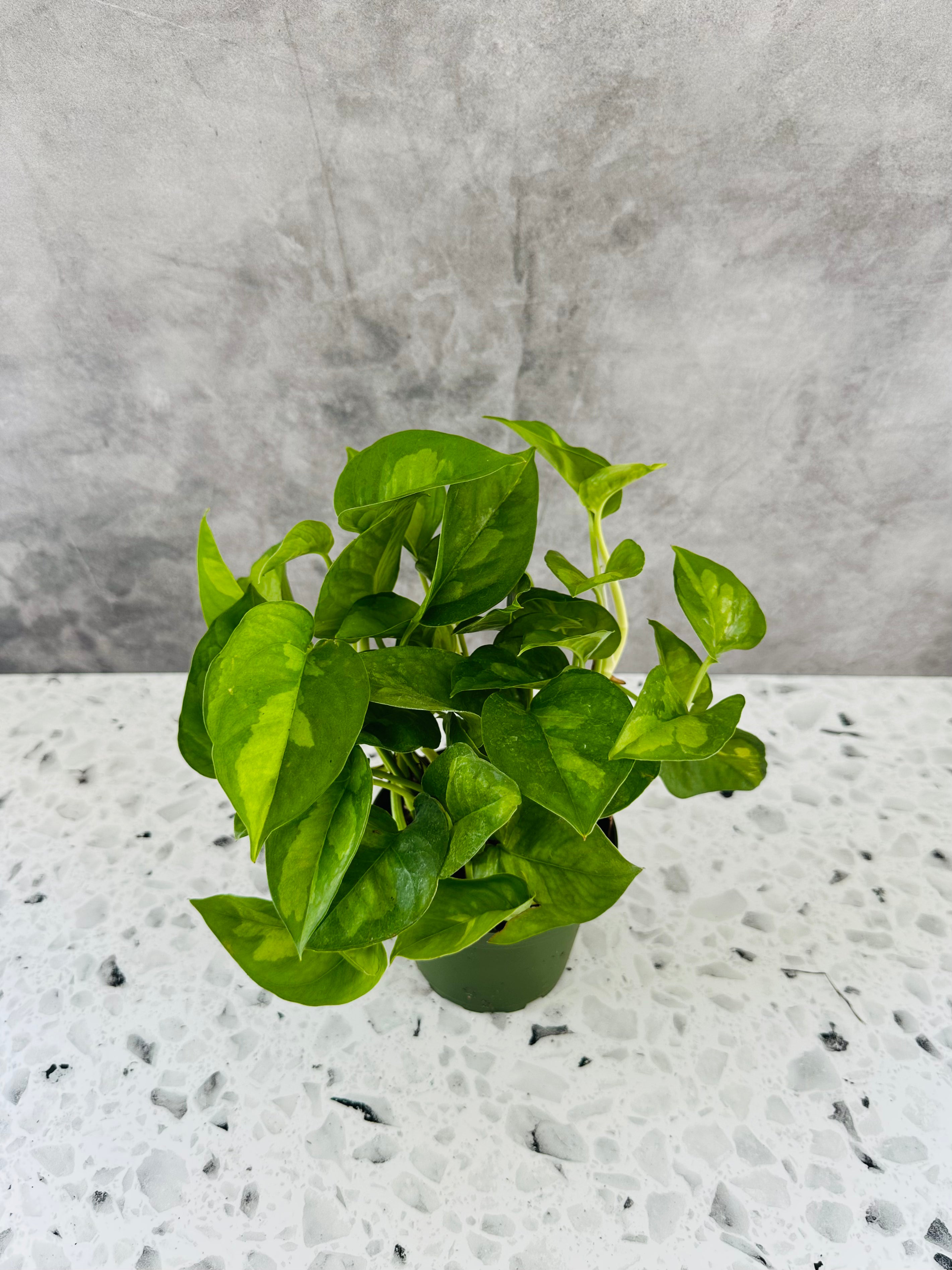 global green pothos walmart Pothos Global Green (4” Pot) – Bay Foliage