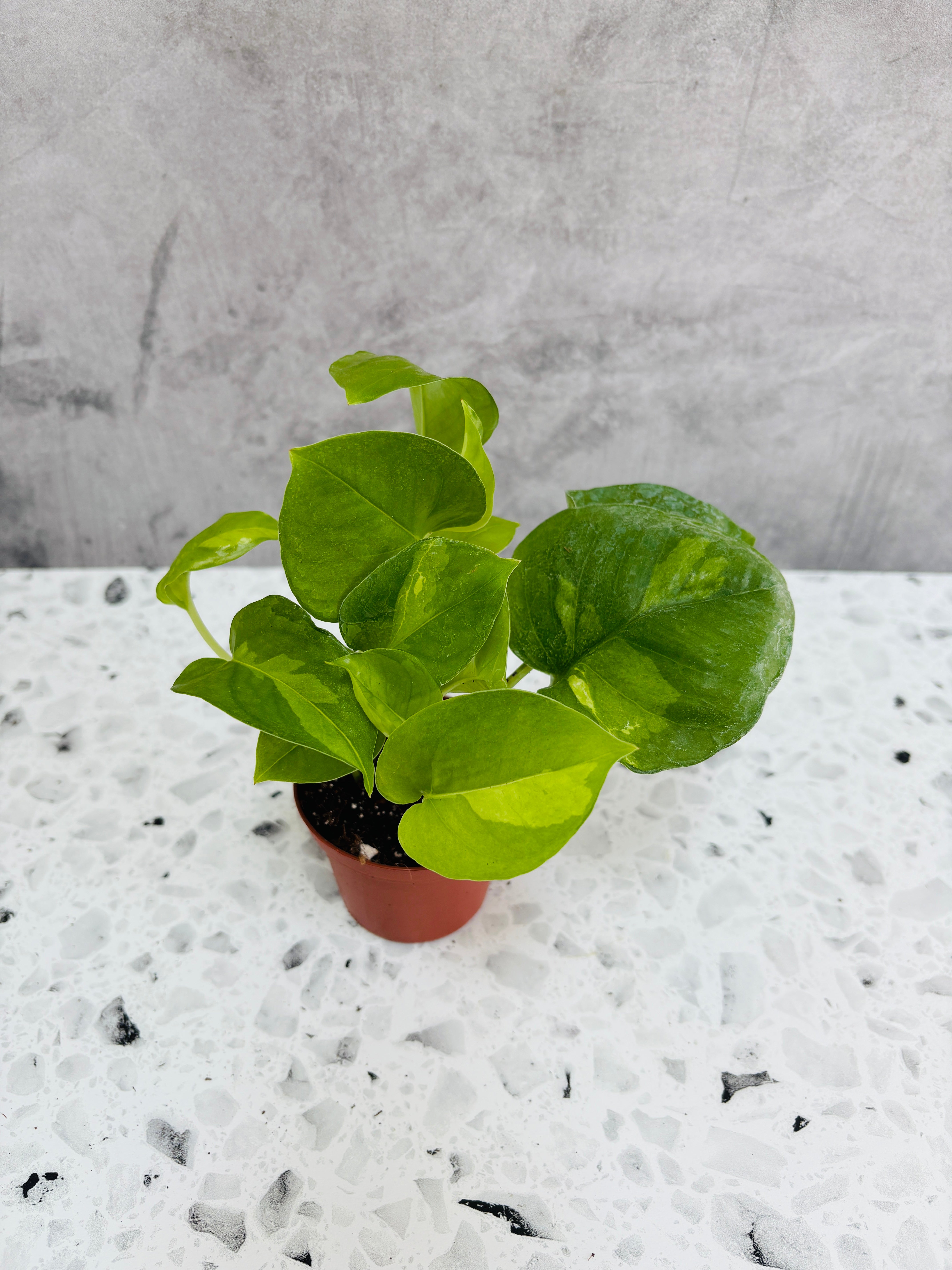 global green pothos discontinued Pothos Global Green (3” Pot) – Bay Foliage