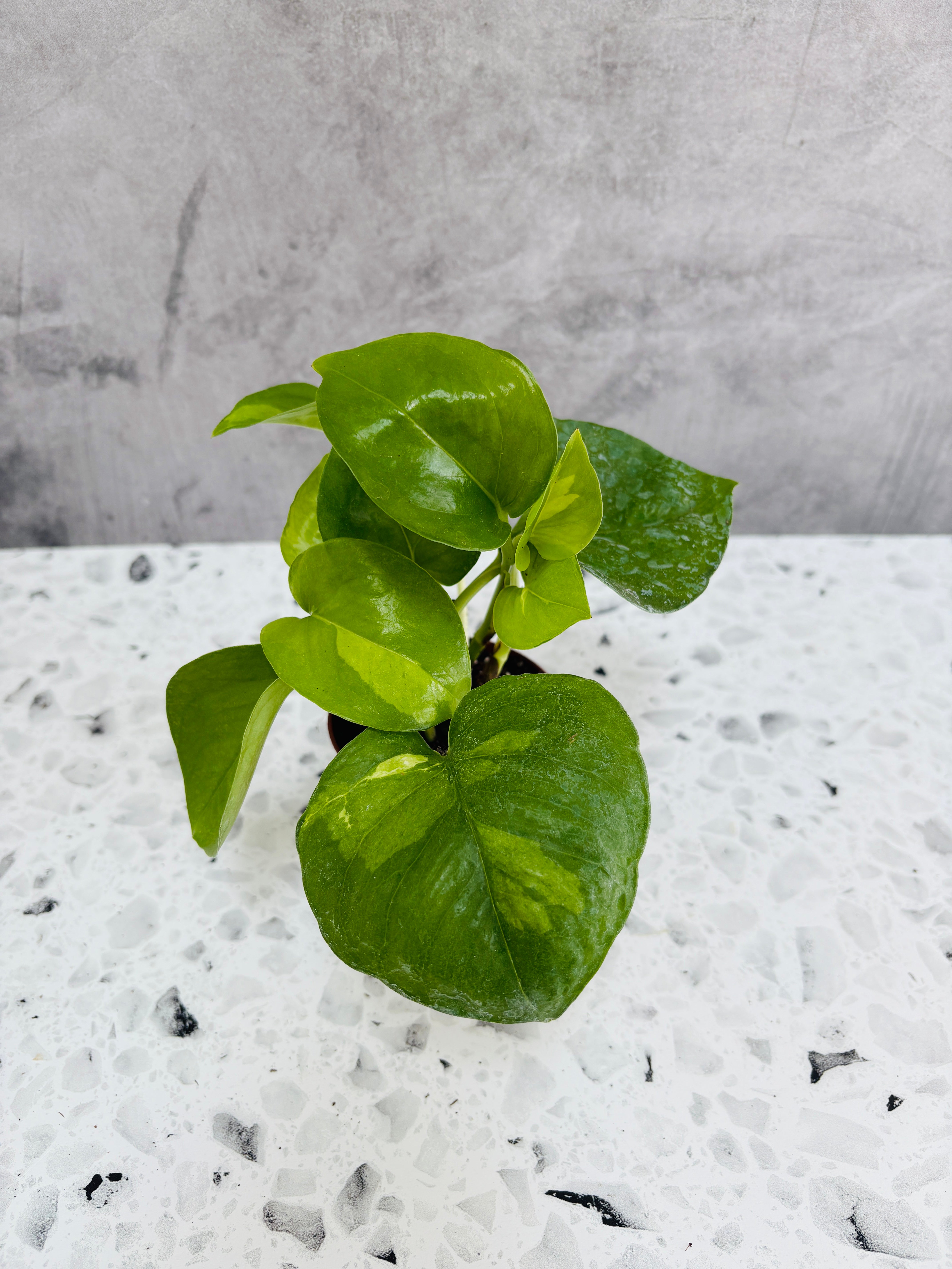 pothos global green care Pothos Global Green (3” Pot) – Bay Foliage
